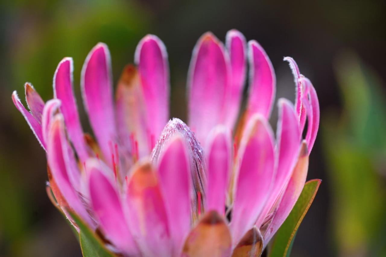 Honeyrock Cottages Kleinmond Buitenkant foto